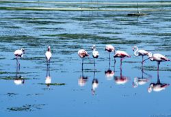 Flamands roses sur l'Etang de Prols