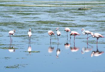 Flamands roses sur l'Etang de Pérols